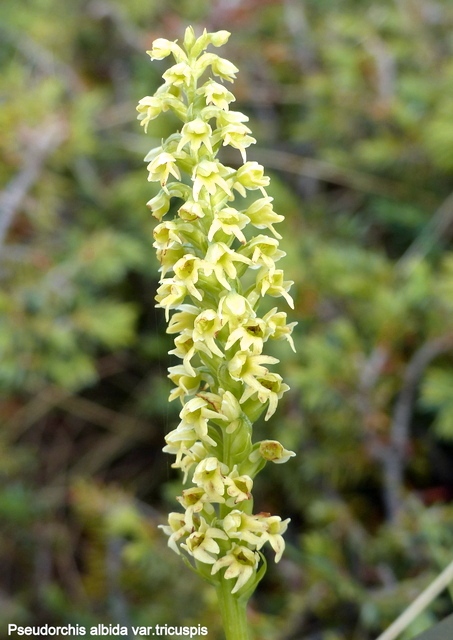 Pseudorchis albida e la variante tricuspis nel Parco nazionale del Gran Sasso e Laga